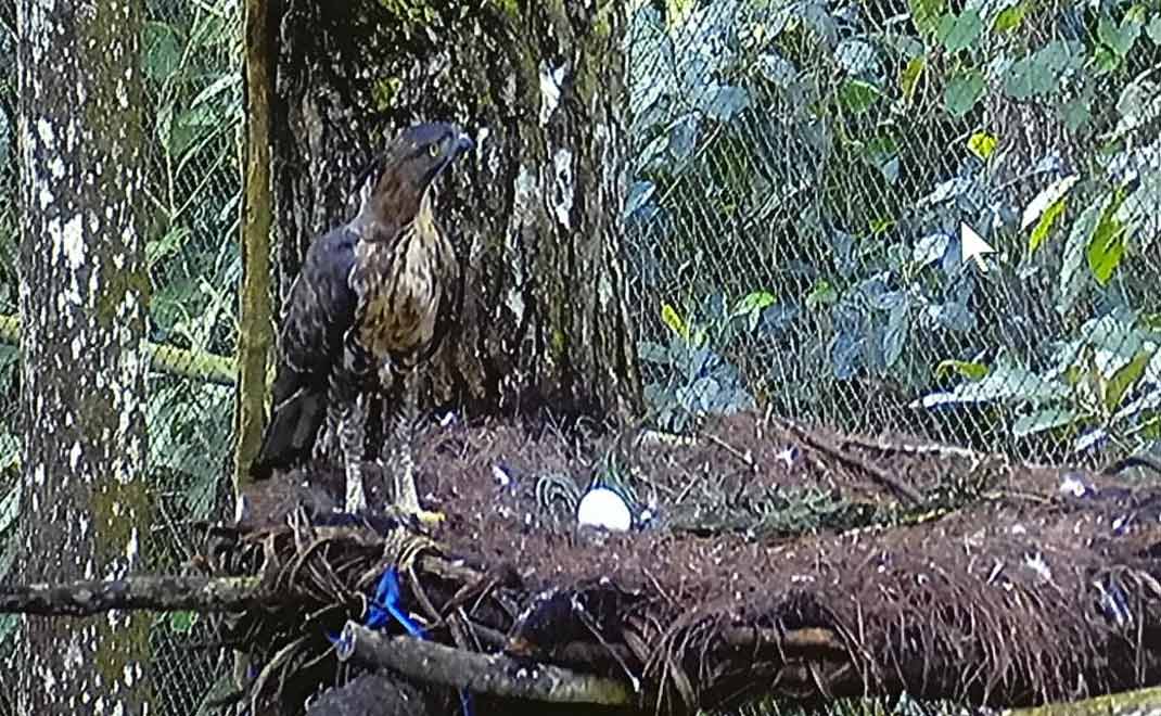 Dygta, elang Jawa, saat mengerami telurnya di Pusat Suaka Elang Jawa Loji Sukabumi, Jawa Barat. Pada 11 Maret 2022 telur tersebut menetas (Foto: Dok. FD)