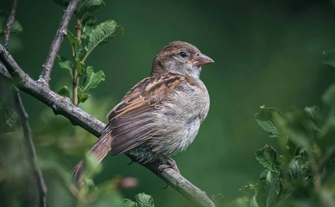 Burung pipit rumah atau house of sparrow, burung Eropa yang mengecil akibat krisis iklim (Foto: Sam Mino/Pixabay)