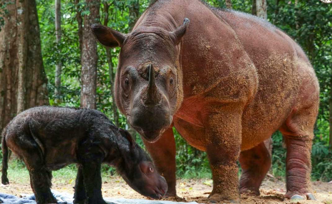 Rosa, badak Sumatera melahirkan anak pada 24 Maret 2022 (Foto: Dok. KLHK)