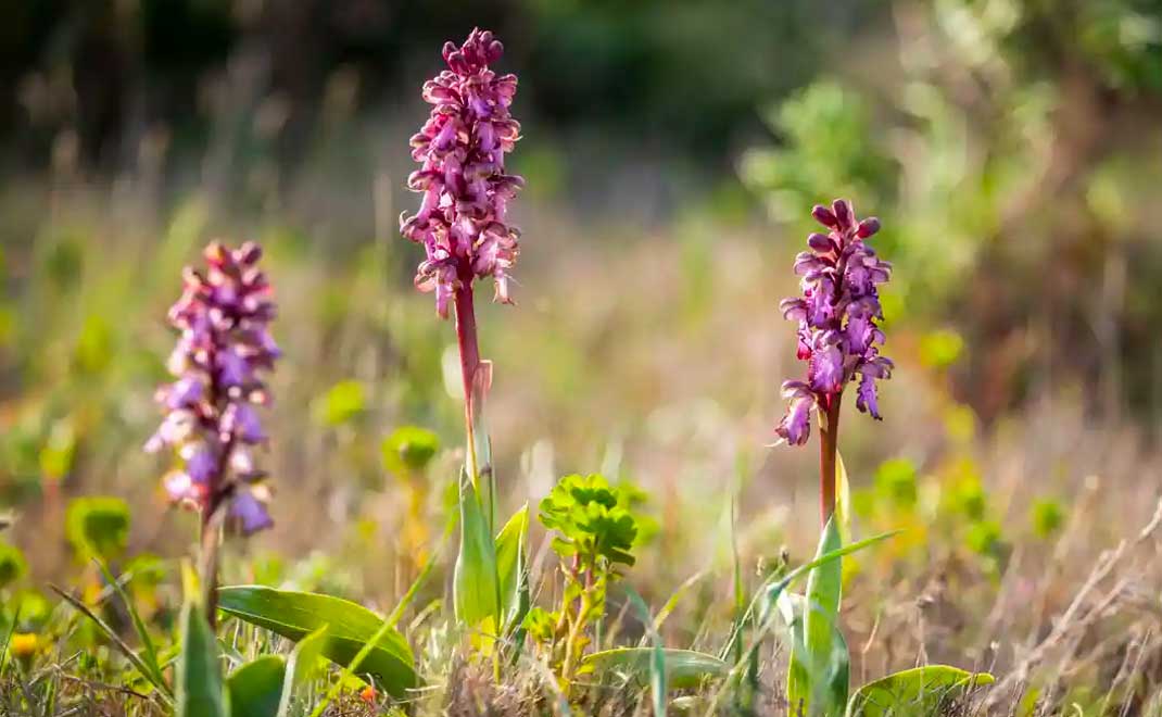 Aggrrek raksasa (Himantoglossum robertianum) tumbuh di Inggris yang dingin setinggi 1 meter (Foto: Hemis/Alamy via Guardian)