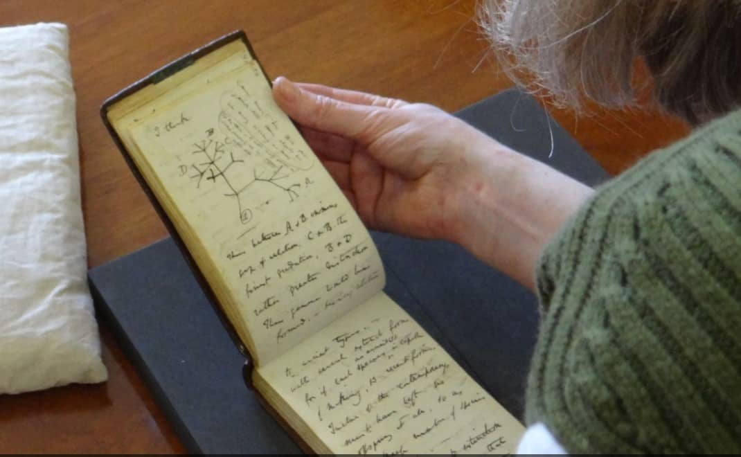Sketsa pohon kehidupan yang digambar Charles Darwin di buku catatannya yang hilang dicuri selama 22 tahun (Foto: Stuart Roberts/Cambridge University)