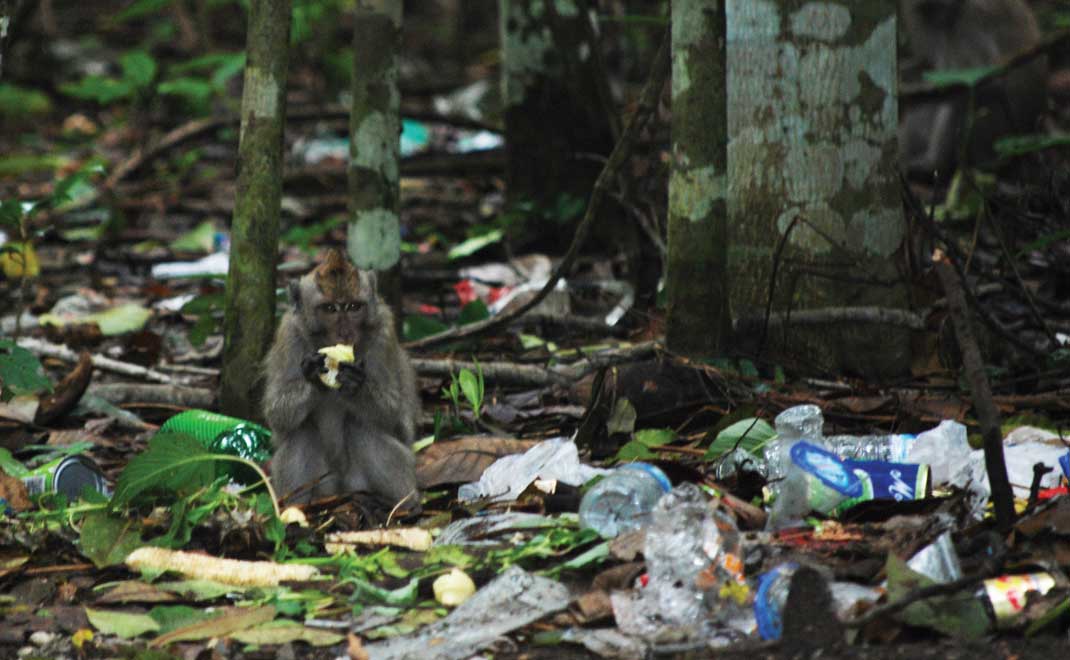 Monyet makan sampah (Foto: Asep Ayat/FD)