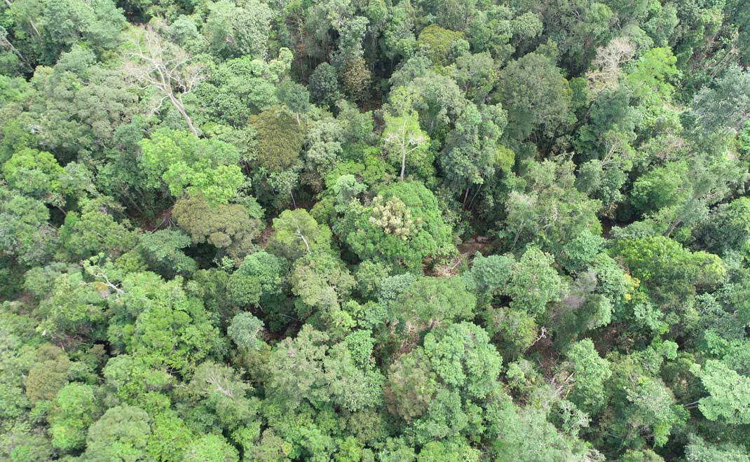 Tutupan hutan di Jambi sebagai penyerap karbon dalam mencapai net-zero emission (Foto: Asep Ayat/FD)