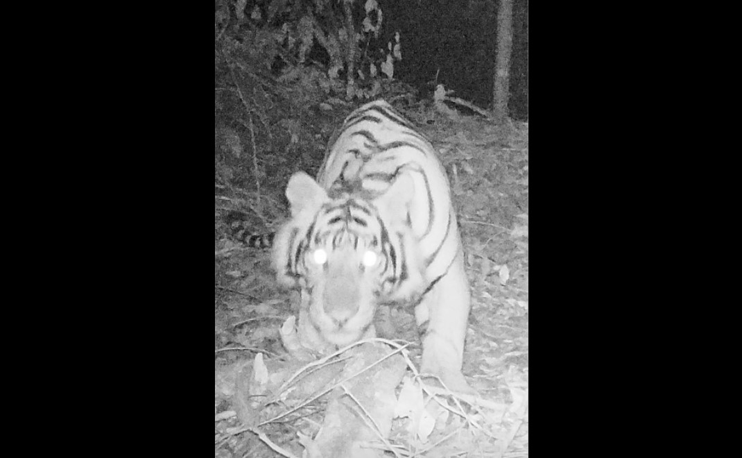 Harimau terekam kamera pengintai di Kota Solok (Foto: BKSDA Sumatera Barat)