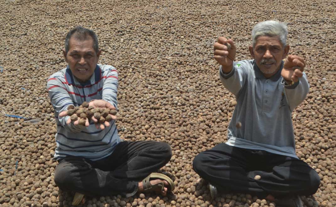 Ibnu Kasim (kiri) Ketua KTH Batu Kura dan Bendaharanya, Mashudi (kanan). Sentosa karena kemiri setelah ada bantuan Proyek FIP 2.