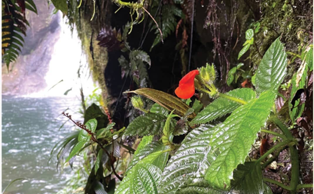 Gasteranthus extinctus dinyatakan punah. November 2021, spesies ini ditemukan hidup dan sehat di sisa-sisa hutan Ekuador. (Foto: Jurnal Photokeys)