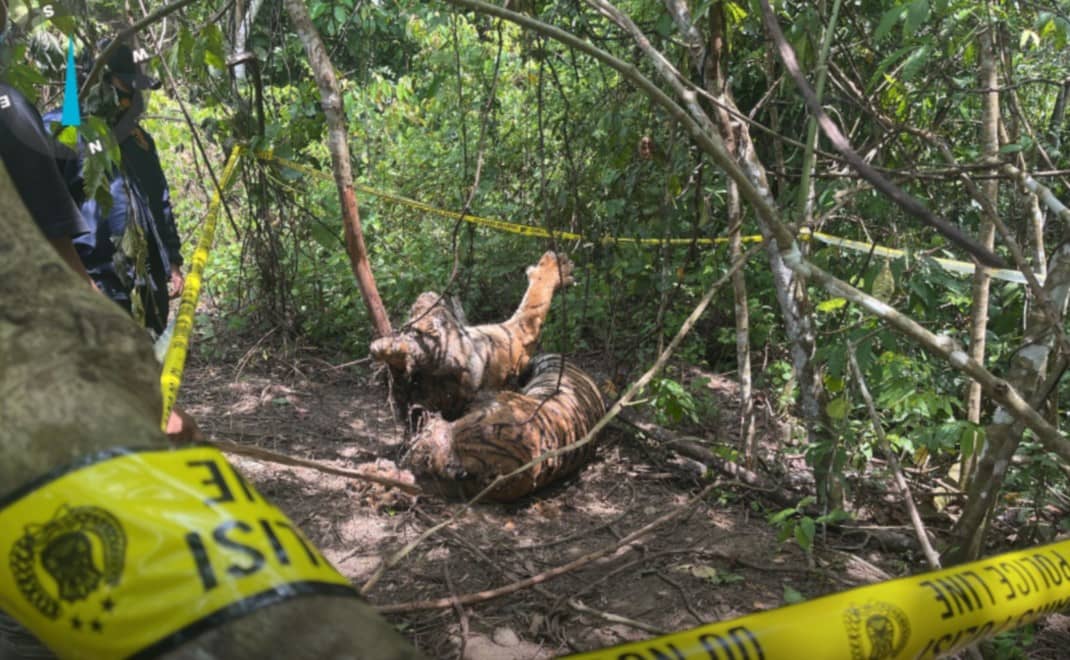 BKSDA Aceh Evakuasi Tiga Individu Harimau Sumatera yang Mati Kena Jerat (Foto: BKSDA Aceh)