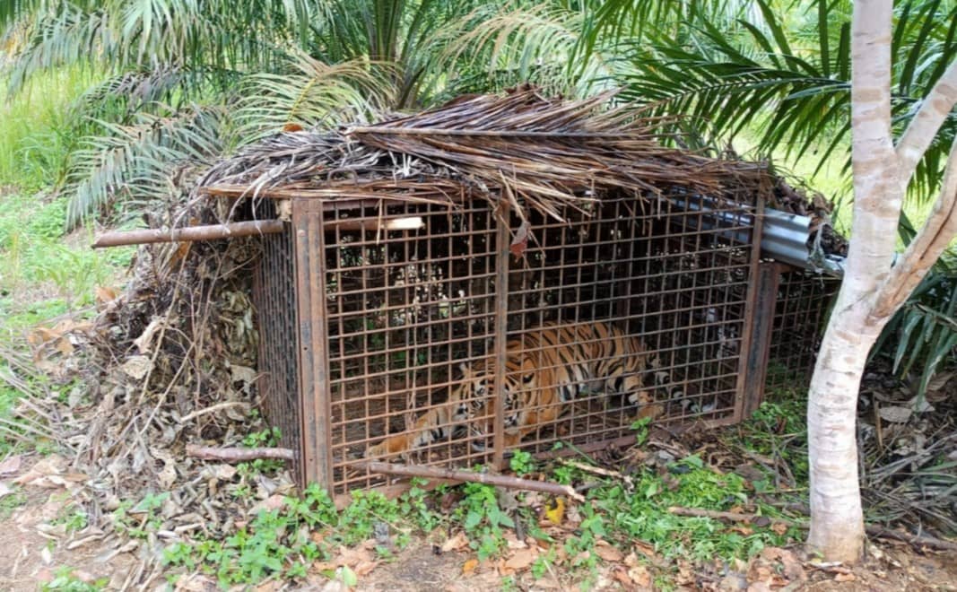 Harimau Sumatera (Panthera Tigris Sumatrae) terperangkap di kandang jebak yang dipasang BKSDA Jambi. Harimau ini diduga telah memangsa 11 ekor ternah dari desa-desa di Kabupaten Merangin, Jambi. (Foto: BKSDA Jambi)