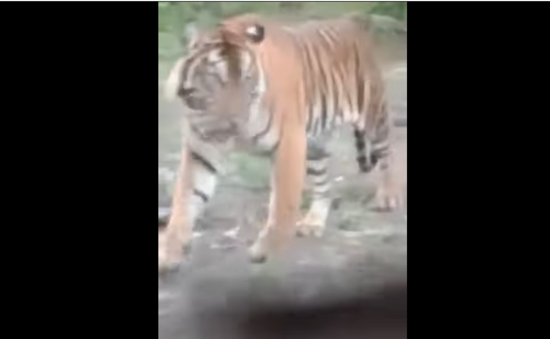 Potongan video harimau yang mengintai pondok. Video ini direkam oleh pemilik pondok yang ketakutan pada 13 April lalu. Dia diungsikan usai video ini viral (Foto: Potongan video)