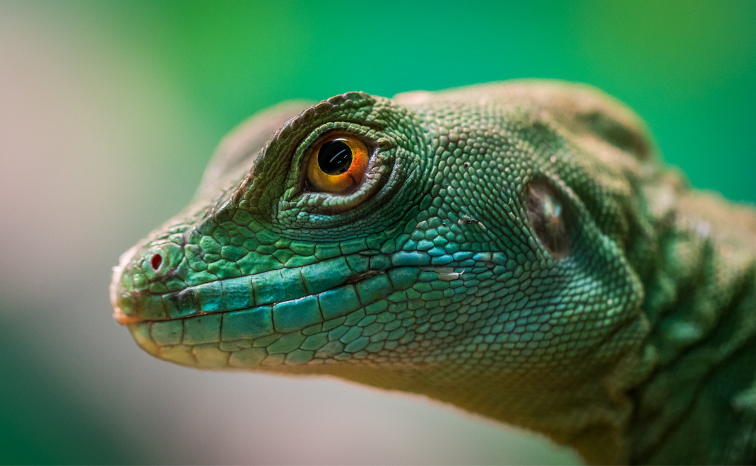 Reptil (Foto: via Canva)