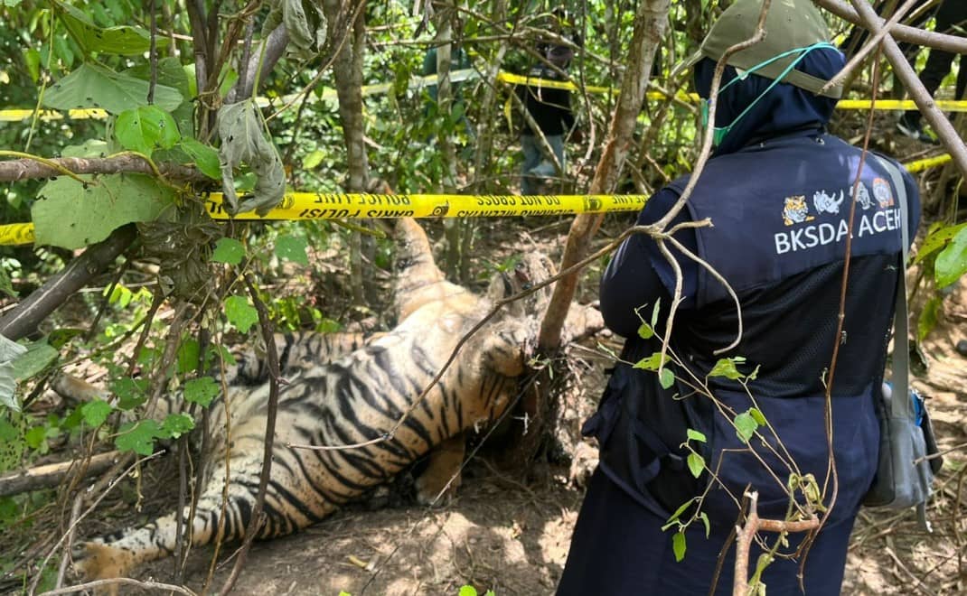 Petugas BKSDA Aceh mengevakuasi Harimau Sumatera (Panthera tigris sumatrae) yang mati terjerat di Desa Sri Mulyo, Kecamatan Peunaron, Aceh Timur. Kehilangan besar bagi keanekaragaman hayati (Foto: BKSDA Aceh)