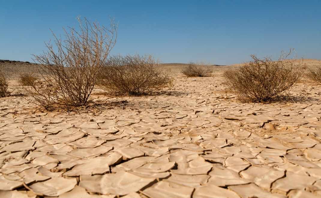 buffelgrass, tamanan asli Afrika yang tahan panas ini merupakan spesies invasif (Foto: via Canva