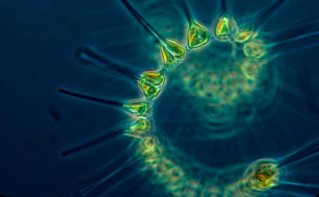 Fitoplankton (Foto: Pixabay)