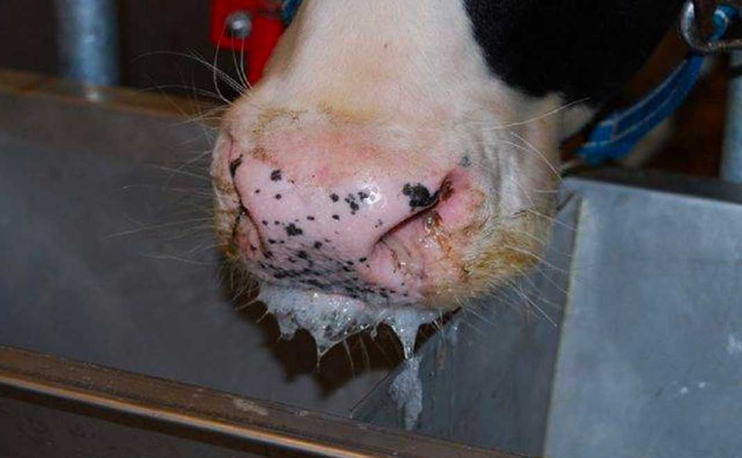 Penyakit mulut dan kuku pada sapi (Foto: Pemda Kabupaten Bogor)