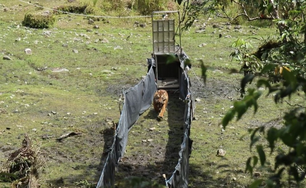 Harimau Sumatera (Panthera tigris sumatrae) jantan berusia 9 tahun dilepaskan di zona inti Taman Nasional Kerinci Seblat pada 31 Mei 2022