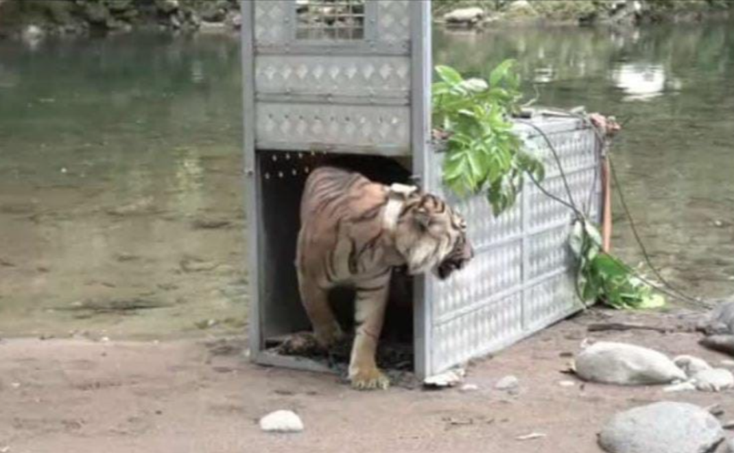 Harimau jantan bernama Surya Manggala dilepaskan ke zona inti Taman Nasional Kerinci Seblat pada 7 Juni 2022 (Foto: BBKSDA Sumut)