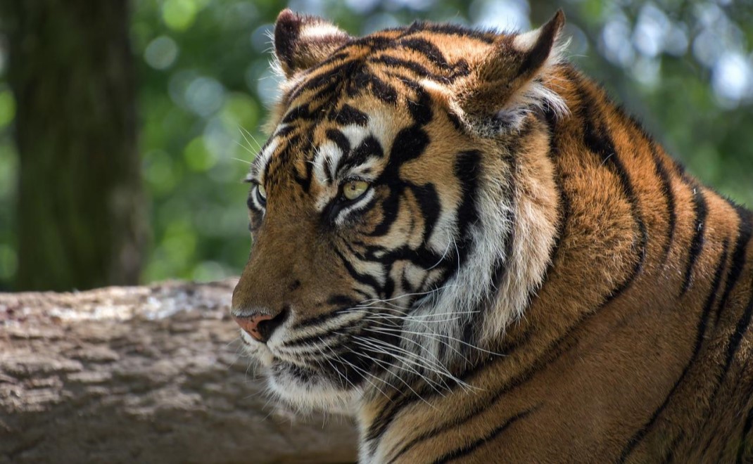 Harimau Sumatera (pixabay)