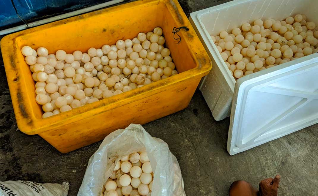Telur penyu yang digagalkan dari Bangka Belitung (Foto: BKSDA Sumatera Selatan)