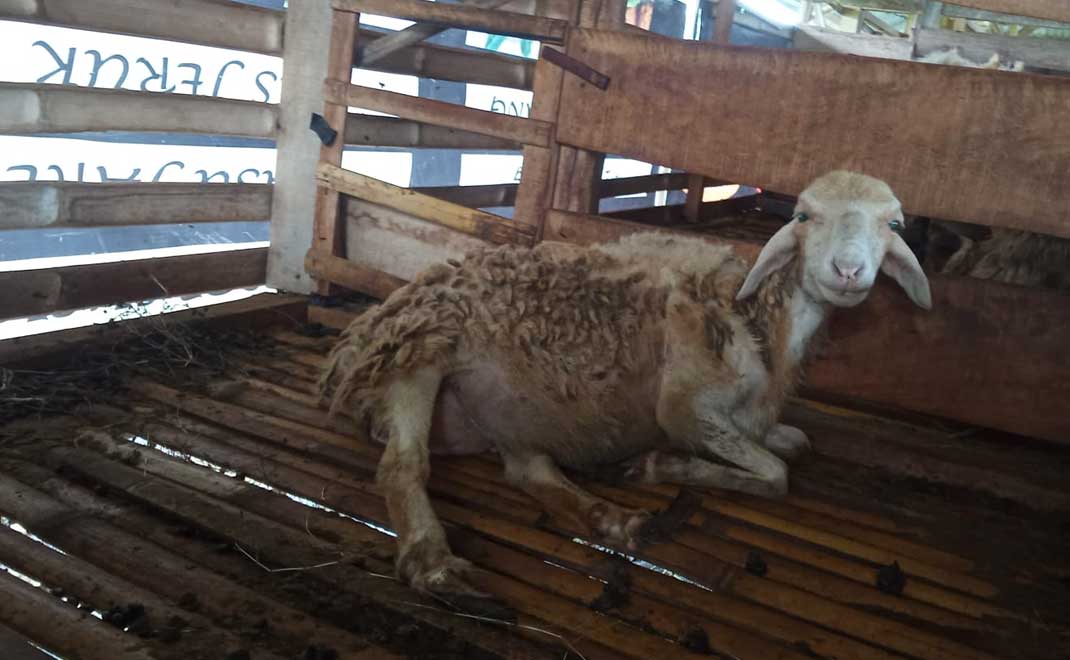 Peternakan kambing (Foto: Dok. FD)
