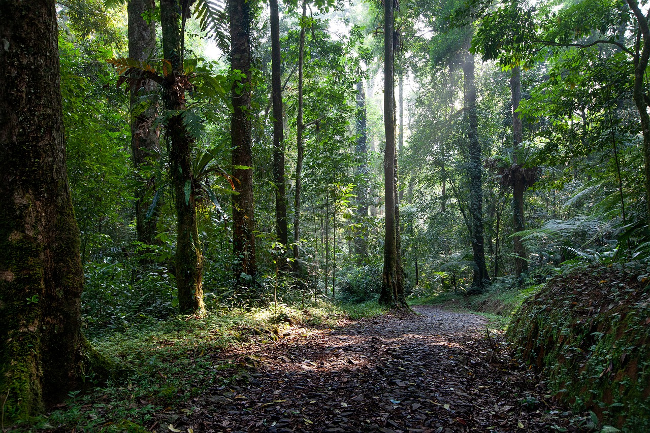 Hutan Jawa (Foto: Kanenori/Pixabay)