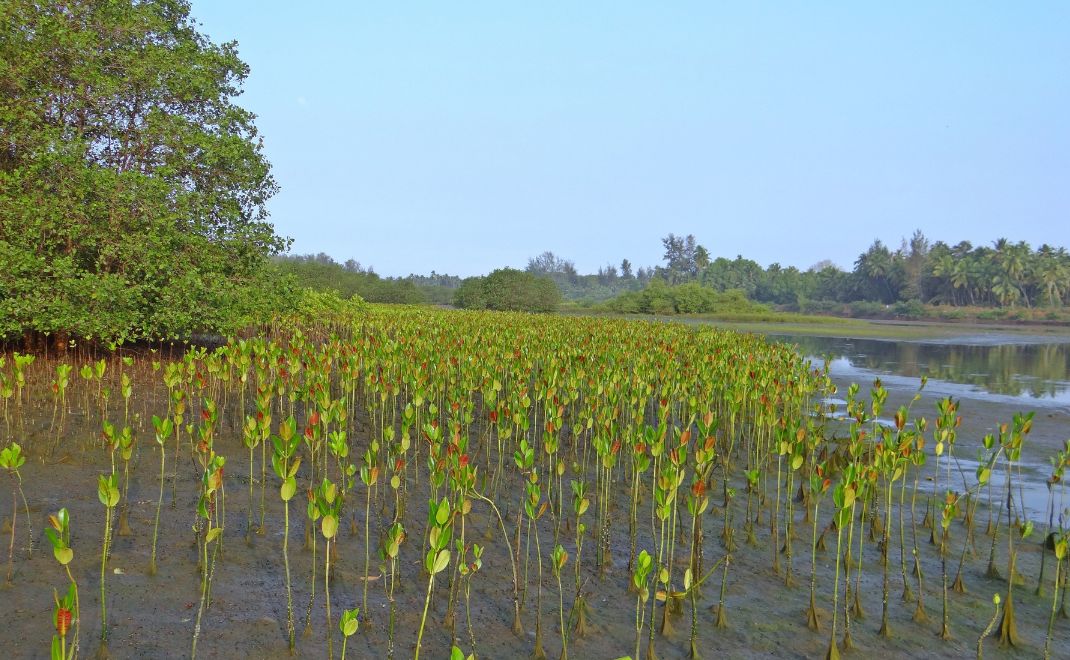 Revegetasi mangrove