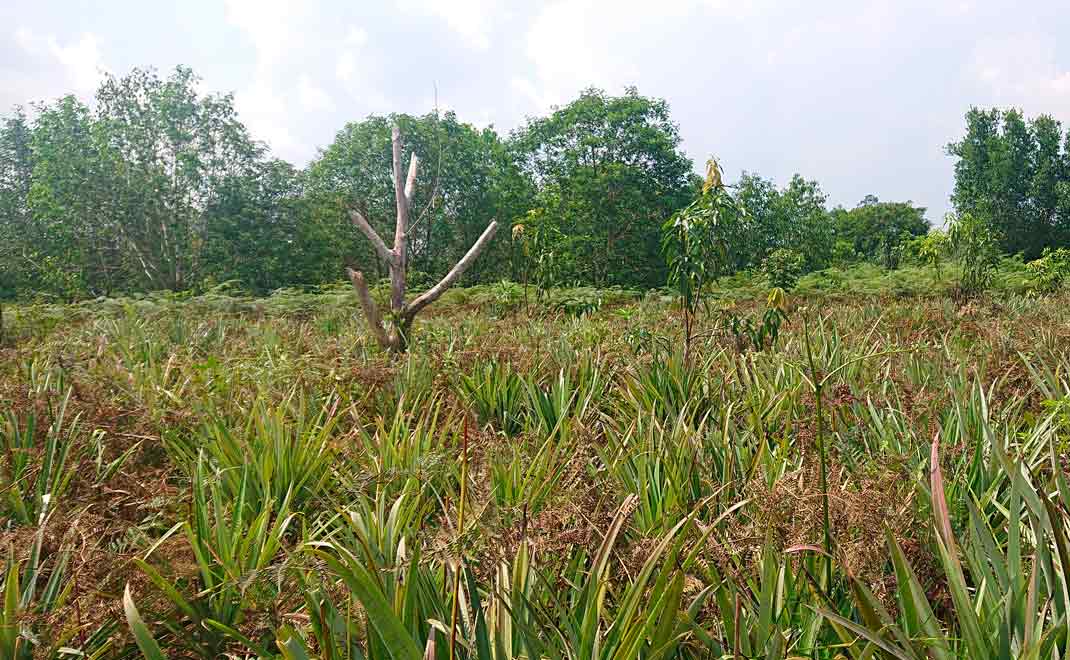 Paludikultur dengan komoditas nanas serta pohon buah di lahan perhutanan sosial KTH Cemerlang, Riau (Foto: Rama Maulana/FD)