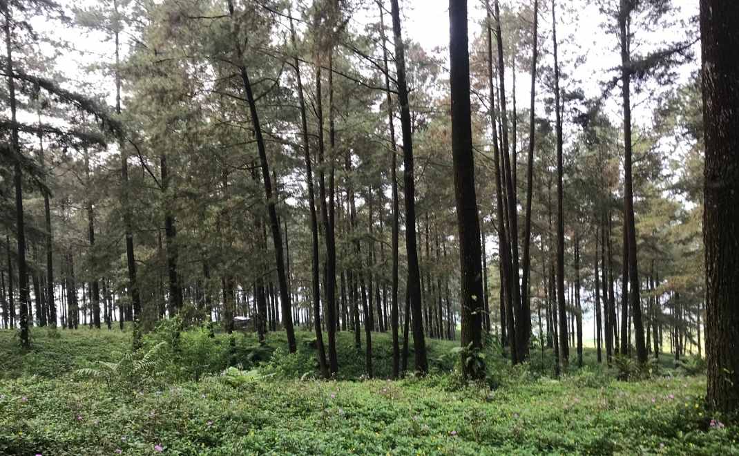 Areal hutan Limpak Uwus di Purwokerto yang dikelola Perum Perhutani (Foto: Dok. FD)