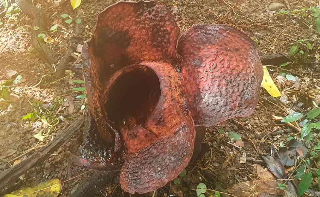 Rafflesia arnoldi yang mekar di Kebun Raya Bogor (Foto: Rama Maulana/FD)