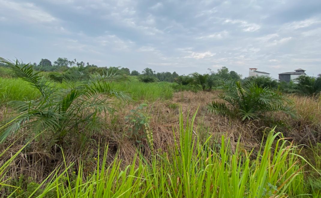 Lanskap Desa Jebus dengan gambut sebagai tutupan lahan utama dan sawit sebagai komoditasnya (Foto: Novriyanti).
