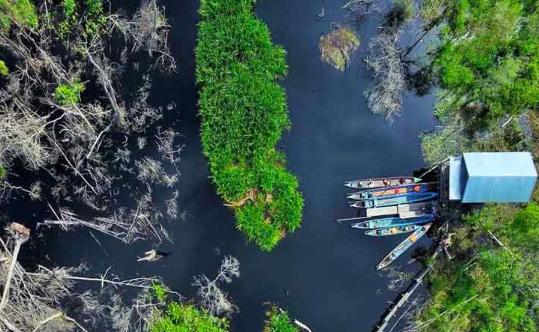 Hutan gambut di Kalimantan Tengah