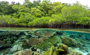 Karbon biru Raja Ampat, Papua, yang tersimpan di mangrove dan padang lamun (Foto: Zafer Kizilkaya via Shutterstock)