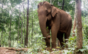 Gajah di hutan Kamboja. Keaneragaman hayati yang penting dalam perdagangan karbon (Foto: Istimewa)