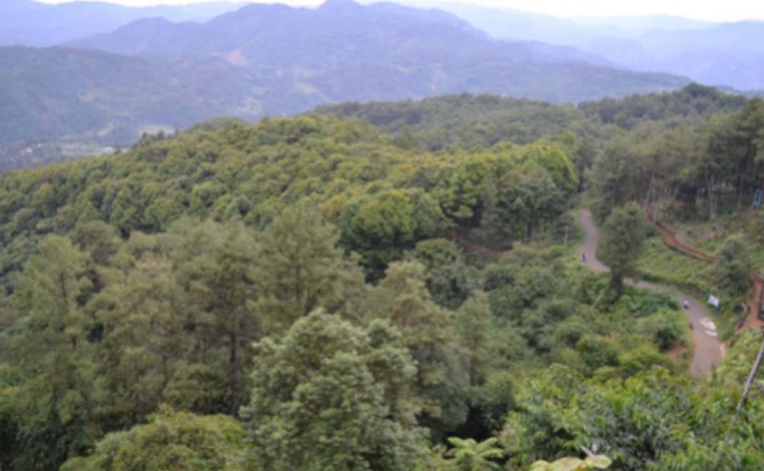 Hutan penelitian Gunung Dahu di Leuwiliang, Bogor, Jawa Barat, setelah rehabilitasi (Foto: Henti Hendalastuti)