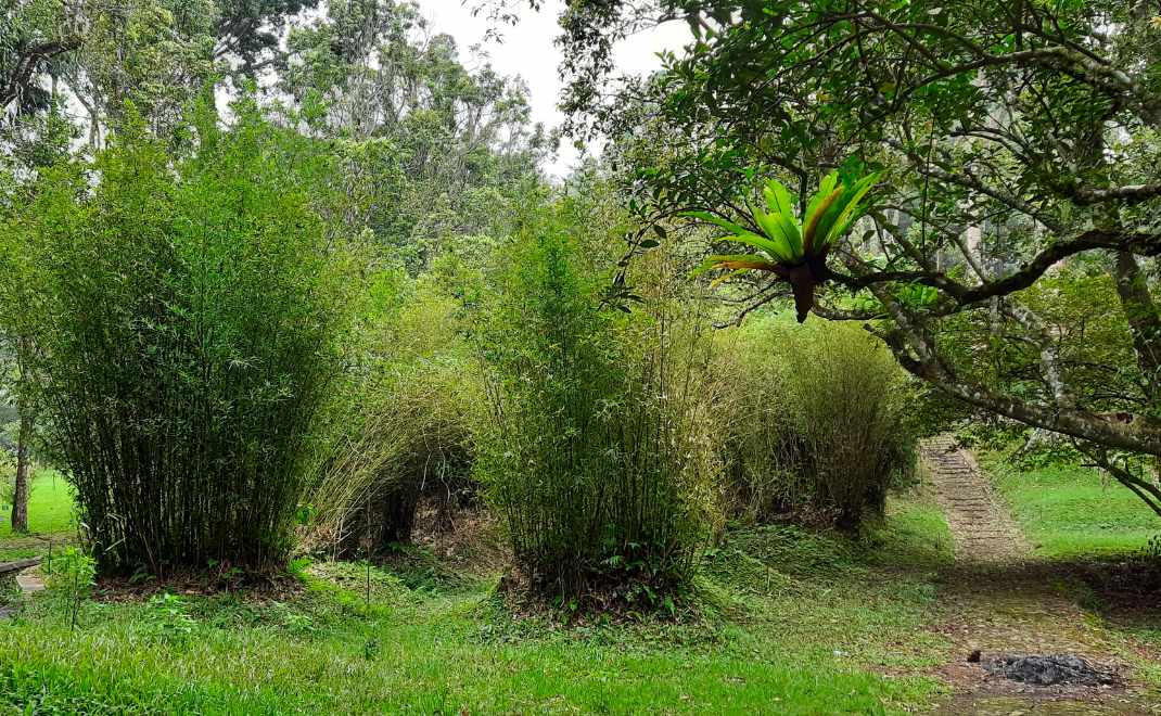 Bambu krisik di Kebun Raya Cibodas, Taman Nasional Gunung Gede-Pangrango (Foto: Aisyah Handayani)