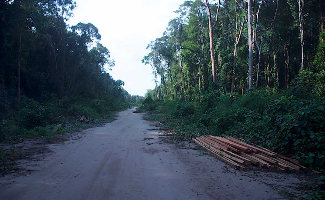 Pembangunan jalan yang membelah kawasan hutan di Suaka Margasatwa Rawa Singkil yang memicu pembalakan liar (Foto: Sutisna Nando)