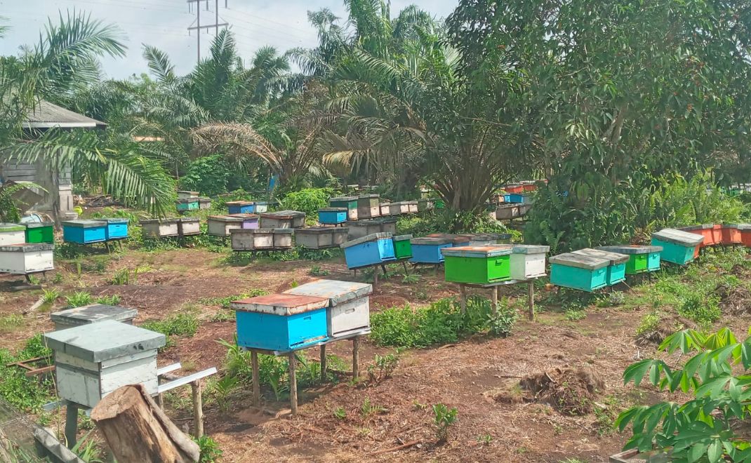 Perkampungan lebah (Foto: Avry Pribadi)