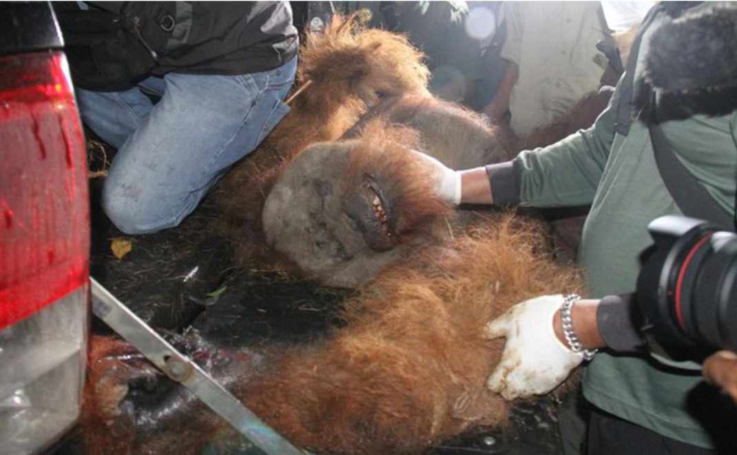 Orangutan sumatera yang ditemukan terjerat di Desa Kuta Kendir, Karo, Sumatera Utara (foto: detik.com)