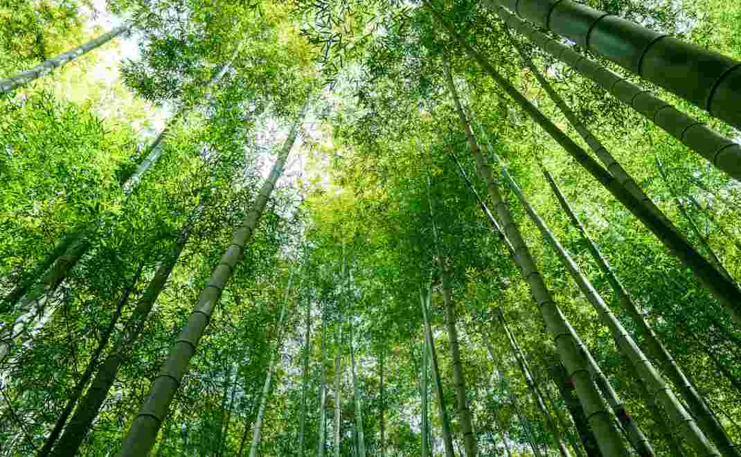 Bambu adalah tumbuhan dengan pertumbuhan tercepat (foto: unsplash.com/Keisuke Kuribara)