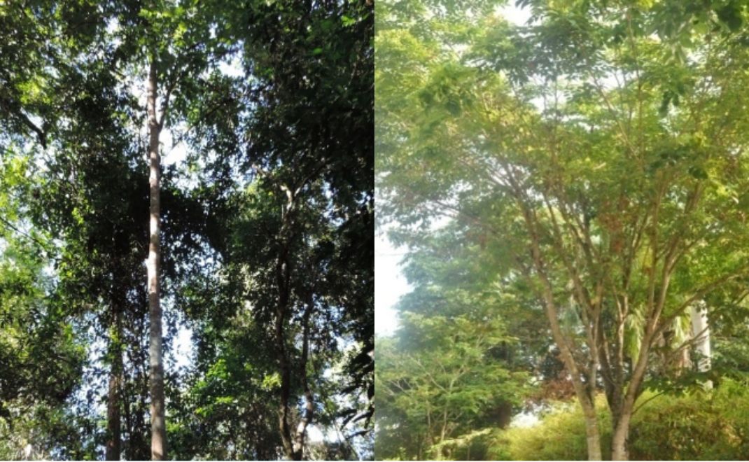 Kayu kuku di cagar alam Lamedae, Kolaka, Sulawesi Tenggara (kiri) dan kayu kuku berusia 10 tahun