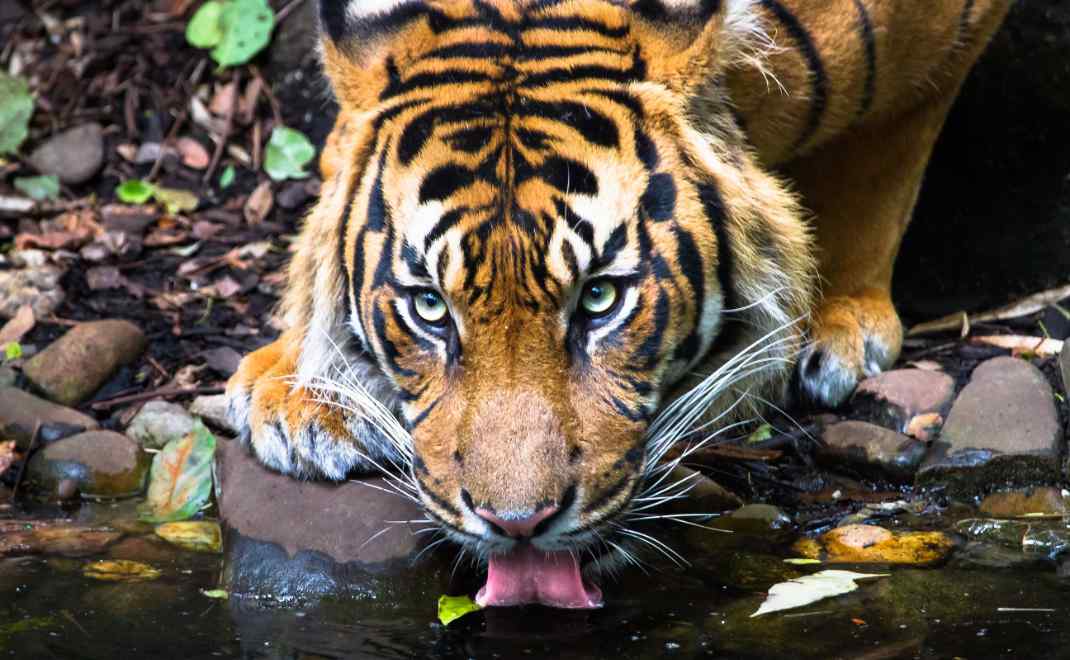 Harimau sumatera merupakan spesies kunci bagi ekosistem (foto: Restorasi Ekosistem Riau)