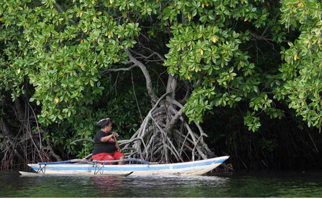Perempuan Enggros telah melindungi hutan bakau di Teluk Youtefa secara turun-temurun (foto: econusa.id)