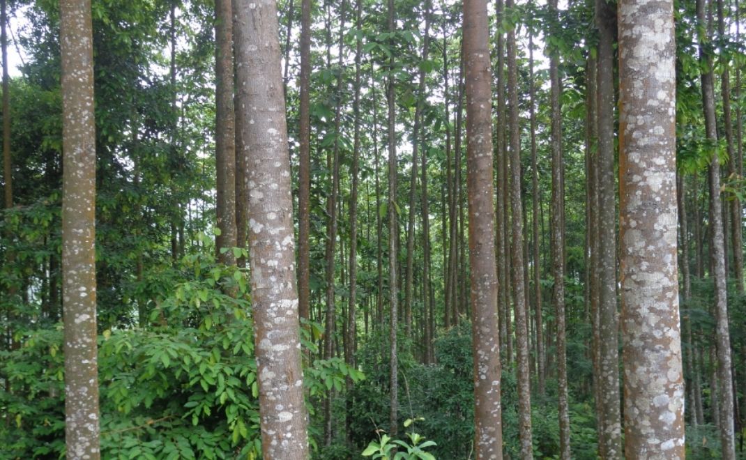 Tegakan Dipterokarpaceae di KHDTK Haurbentes, Bogor (Foto: Darwo)