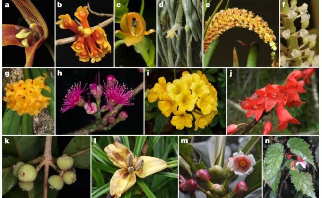Papua memiliki keragaman flora tertinggi di dunia, sekaligus paling terancam (foto: BKSDA Papua Barat)