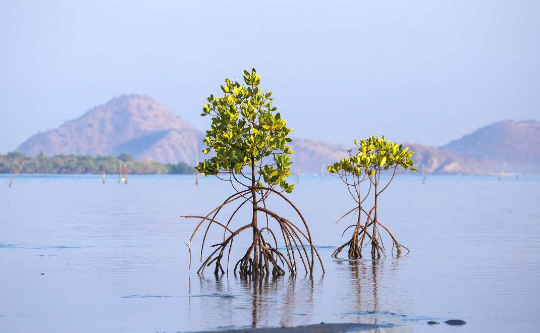 Rehabilitasi mangrove