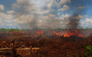 Kebakaran di lahan gambut (Foto: wwf.id)