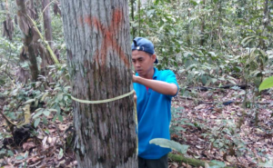 Pohon kulim di hutan adat Imbo Putui, Riau