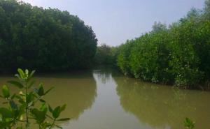 Konservasi mangrove (Foto: Sri Suharti)