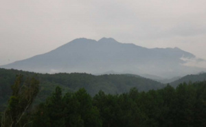 Hutan Bodogol di Taman Nasional Gunung Gede-Pangrango (Foto: Asep Sadili)