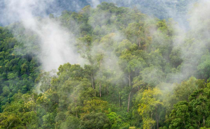 Sustainable Landscape Management. Perdagangan karbon sebagai bagian dari multiusaha kehutanan