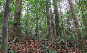 Tegakan Dipterocarpaceae di hutan Kalimantan (Foto: A. Rojikin)